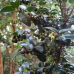 Wild Huckleberry Plants - Set of 4 Vaccinium Ovatum Evergreen Seedlings 7-12 Inch Tall