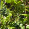 Wild Huckleberry Plants - Set of 6 Vaccinium Ovatum Seedlings 7-12 Inch Tall
