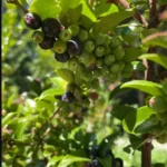 Wild Huckleberry Plants - Set of 6 Vaccinium Ovatum Seedlings 7-12 Inch Tall