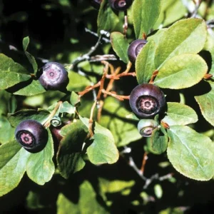 Wild Huckleberry Plants - Set of 6 Vaccinium Ovatum Seedlings 7-12 Inch Tall