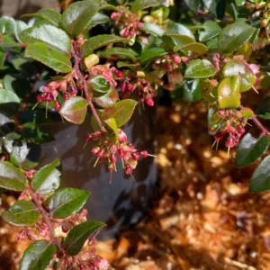 Wild Huckleberry Plants - Set of 6 Vaccinium Ovatum Seedlings 7-12 Inch Tall