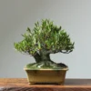 Willow Leaf Fig Bonsai Tree - Ficus Salicifolia TC Plant Plug 1-3 inches