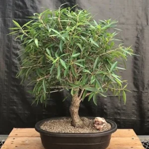 Willow Leaf Fig Bonsai Tree - Ficus Salicifolia TC Plant Plug 1-3 inches