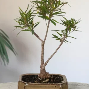 Willow Leaf Fig Bonsai Tree - Ficus Salicifolia TC Plant Plug 1-3 inches