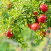 Wonderful Pomegranate Plant Plug - Edible Fruit Tree 3-6 in
