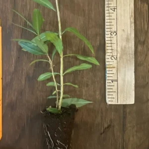 Wonderful Pomegranate Plant Plug - Edible Fruit Tree 3-6 in