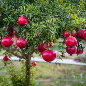 Wonderful Pomegranate Plant Plug - Edible Fruit Tree 3-6 in