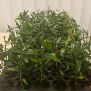 Wonderful Pomegranate Plant Plug - Edible Fruit Tree 3-6 in
