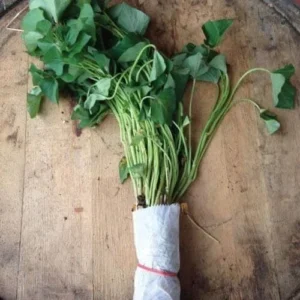 Murasaki Sweet Potato Slips - 10 Japanese Non GMO Plants