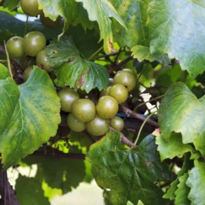 Welder Bronze Muscadine Grape Plant Vitis - 4-8 Inch Live Edible Vine