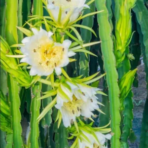 Yellow Dragon Fruit Plant Live 3-6 Inch Tall - Garden Ready Tropical Fruit