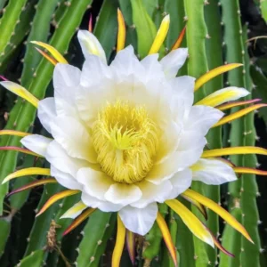 Yellow Dragon Fruit Plant Live 3-6 Inch Tall - Garden Ready Tropical Fruit