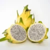 Yellow Dragon Fruit Plant Live 3-6 Inch Tall - Garden Ready Tropical Fruit