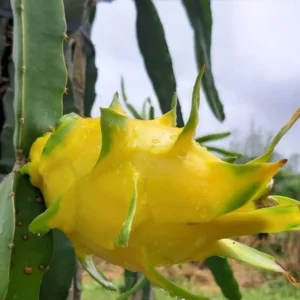 Yellow Dragon Fruit Plant Live 3-6 Inch Tall - Garden Ready Tropical Fruit