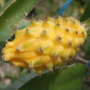 Yellow Dragon Fruit Plant Live 3-6 Inch Tall - Garden Ready Tropical Fruit