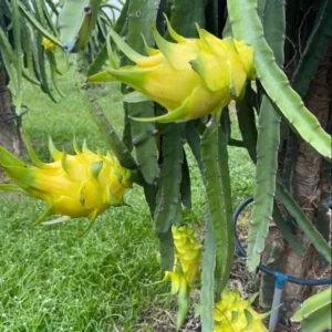 Yellow Dragon Fruit Plant Live 3-6 Inch Tall - Garden Ready Tropical Fruit