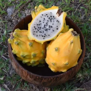 Yellow Dragon Fruit Plant Live 3-6 Inch Tall - Garden Ready Tropical Fruit