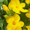 Yellow Mandevilla Plants Live - 2 Well Rooted Vine Plants 4-6 Inch Tall - Flowering Bush