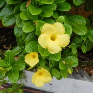 Yellow Mandevilla Plants Live - 2 Well Rooted Vine Plants 4-6 Inch Tall - Flowering Bush