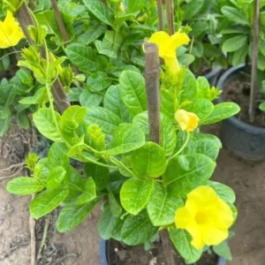 Yellow Mandevilla Plants Live - 2 Well Rooted Vine Plants 4-6 Inch Tall - Flowering Bush