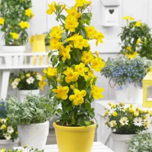 Yellow Mandevilla Plants Live - 2 Well Rooted Vine Plants 4-6 Inch Tall - Flowering Bush