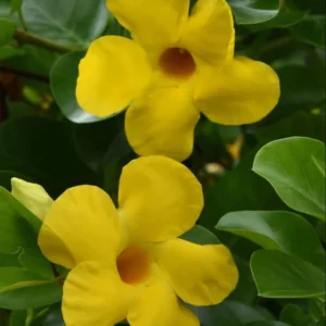 Yellow Mandevilla Plants Live - 2 Well Rooted Vine Plants 4-6 Inch Tall - Flowering Bush