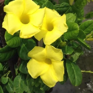 Yellow Mandevilla Plants Live - 2 Well Rooted Vine Plants 4-6 Inch Tall - Flowering Bush