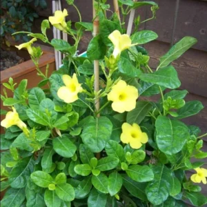 Yellow Mandevilla Plants Live - 2 Well Rooted Vine Plants 4-6 Inch Tall - Flowering Bush