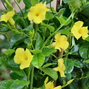 Yellow Mandevilla Plants Live - 2 Well Rooted Vine Plants 4-6 Inch Tall - Flowering Bush