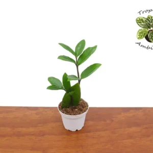 ZZ Plant Potted Plant 2.5 inch Indoor Air Purifier