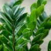 ZZ Plant Zamioculcas zamiifolia 4 inch Easy Care Houseplant