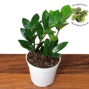 ZZ Plant Zamioculcas zamiifolia 4 inch Easy Care Houseplant