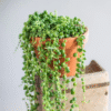 String of Pearls Plant - 6 Inch Trailing Succulent Indoor Plant