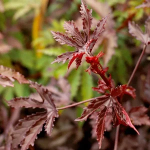 Cranberry Hibiscus Plants Live - 2 Well-Rooted Hibiscus Flower Plants 5 Inches Tall