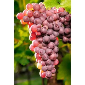 Reliance Seedless Grape Vine - Bare Root Live Plant - Red Grape - Preorder April Shipping
