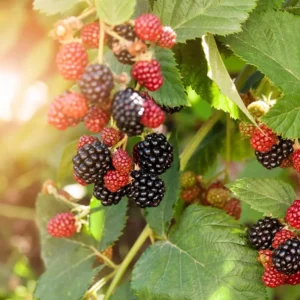 Navaho Thornless Blackberry Plants - 2 Live Bushes for Planting - Garden Ready