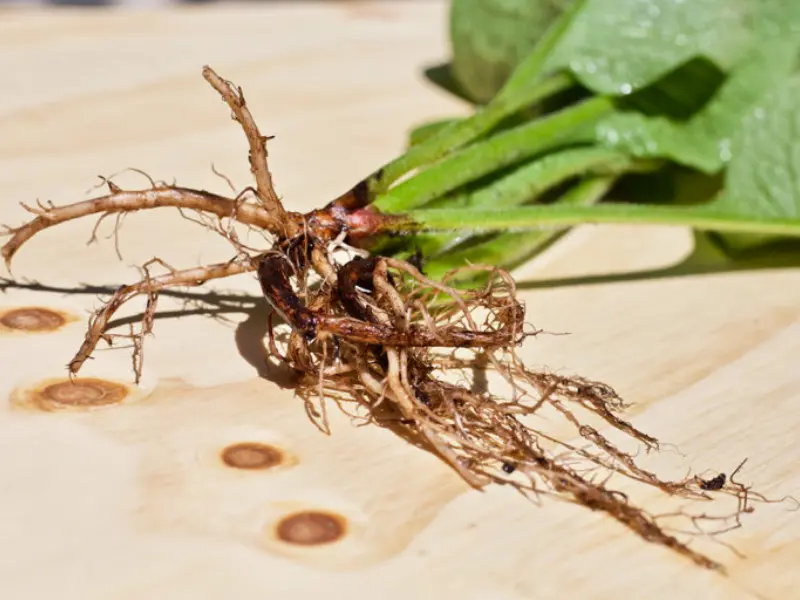 Russian comfrey’s deep root system makes it an ideal plant for improving soil health and providing organic matter to compost.