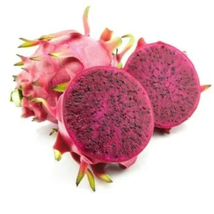 Edgar's Baby Dragon Fruit Hylocereus Plant Plug Tree 4-8 Inches Edible Fruit