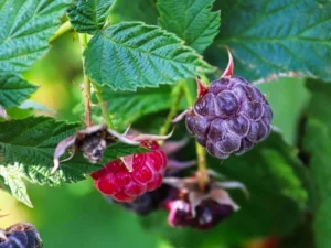 glencoe raspberry