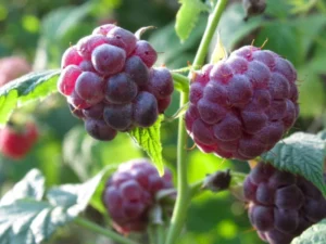 glencoe raspberries