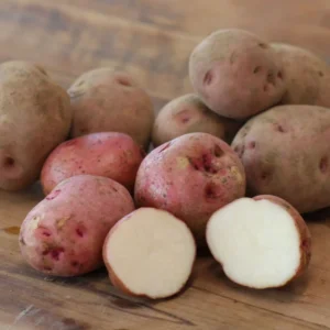 Red Pontiac Seed Potatoes - 2 lbs Certified Whole Potatoes for Spring