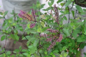 holy basil plant