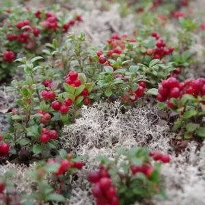 Steven's Cranberry Plant - 2-4 Inch Live Plug - Edible Fruit Vine