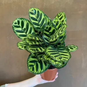 Calathea Peacock Makoyana Plant - 6 Inch Potted Indoor Houseplant