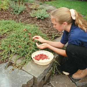 Steven's Cranberry Plant - 2-4 Inch Live Plug - Edible Fruit Vine