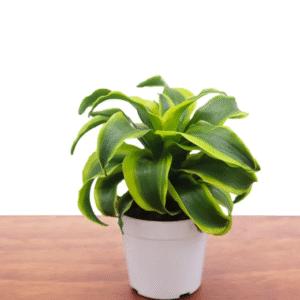 Dracaena Tornado Dragon Plant - 4 inch Potted Indoor Houseplant