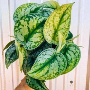 Satin Pothos Plant 4 inch Potted Houseplant