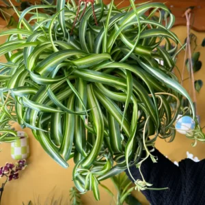 Curly Spider Plant 6'' Bonnie - Easy Care Houseplant