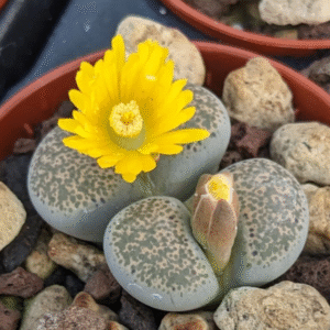 Alternative view of Lithops Succulent Plants - Lithops Live Plants -10pcs (0.4-0.5") - Colorful Living Stones, Bare Root