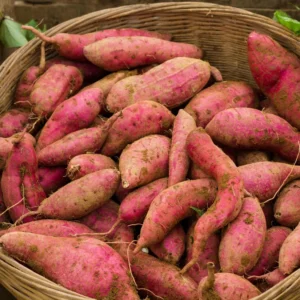 Orleans Sweet Potato Slips - 10 Non GMO Plants for Gardening